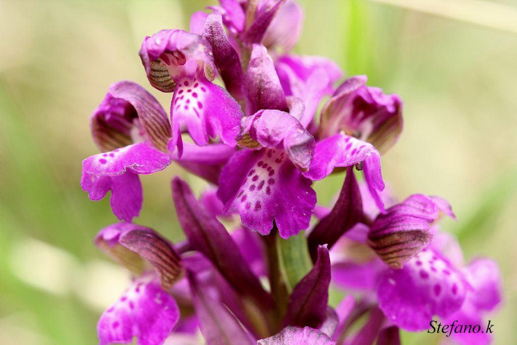 Da identificare ! Anacamptis morio